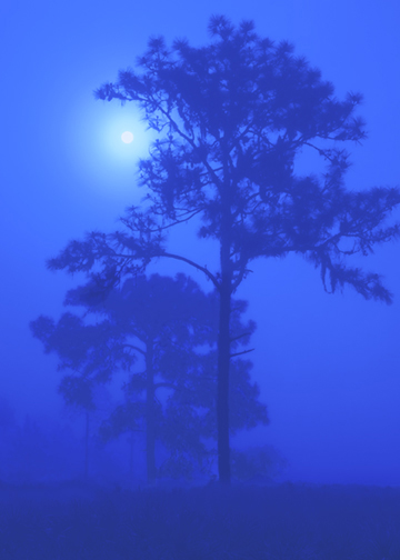 A photograph of the moon glowing through trees with fog